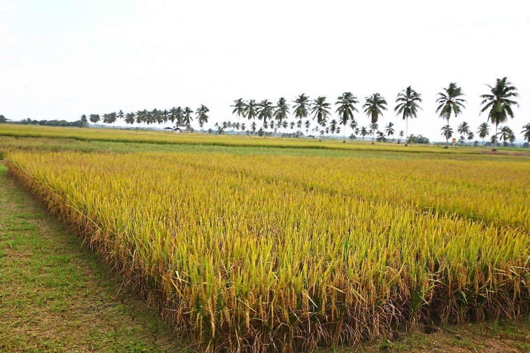 Kelantan upgrades padi growing areas to boost rice production