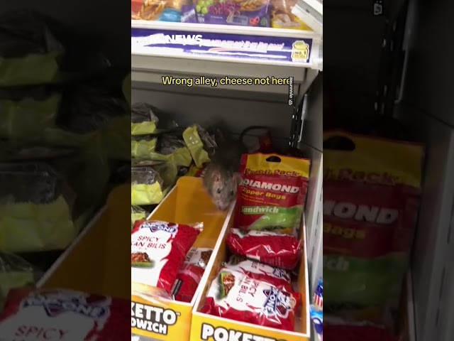 Rat Spotted In Pasir Ris West Plaza FairPrice Bread Section