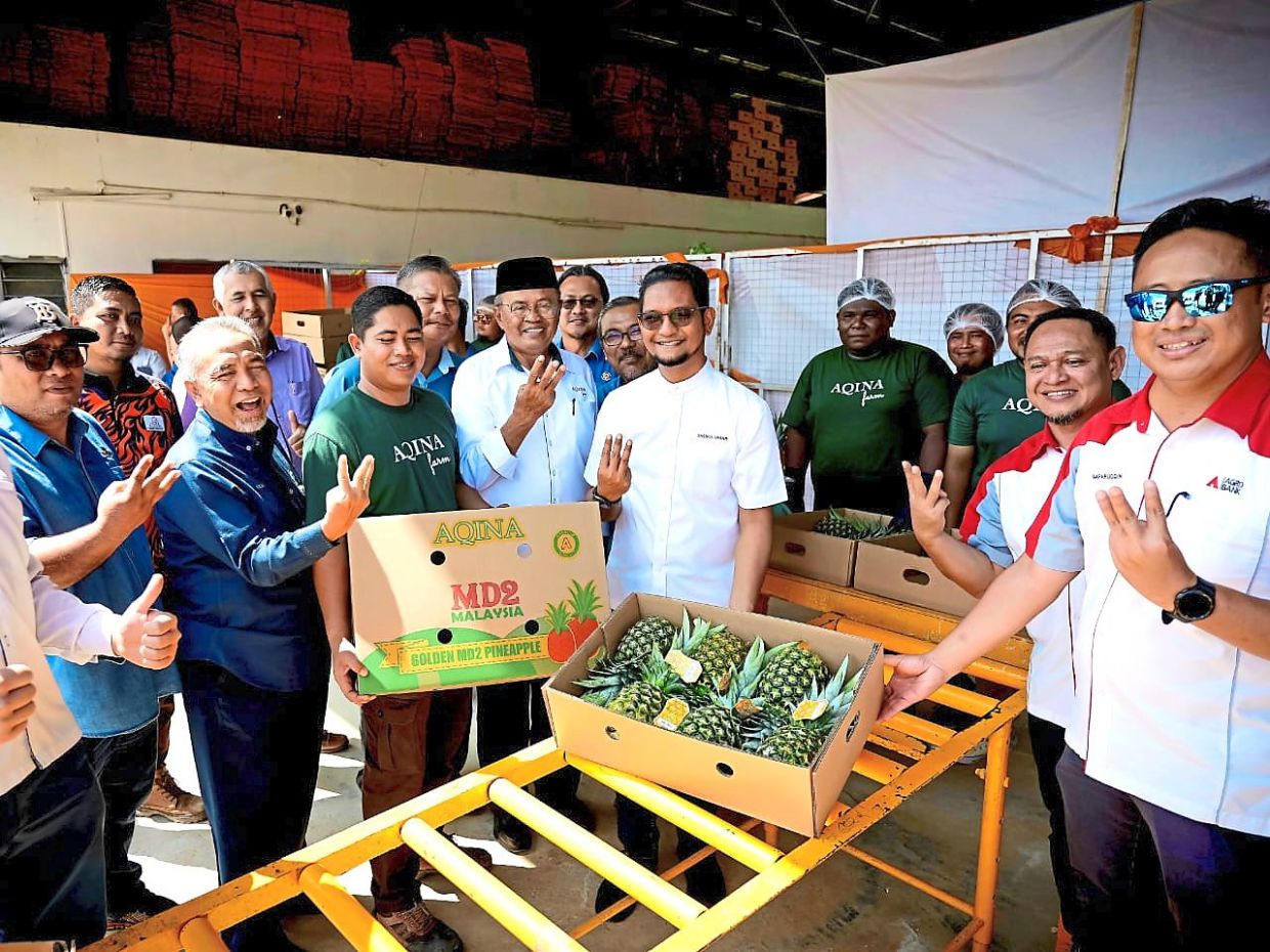 Collaborative pineapple farming takes off in Rompin