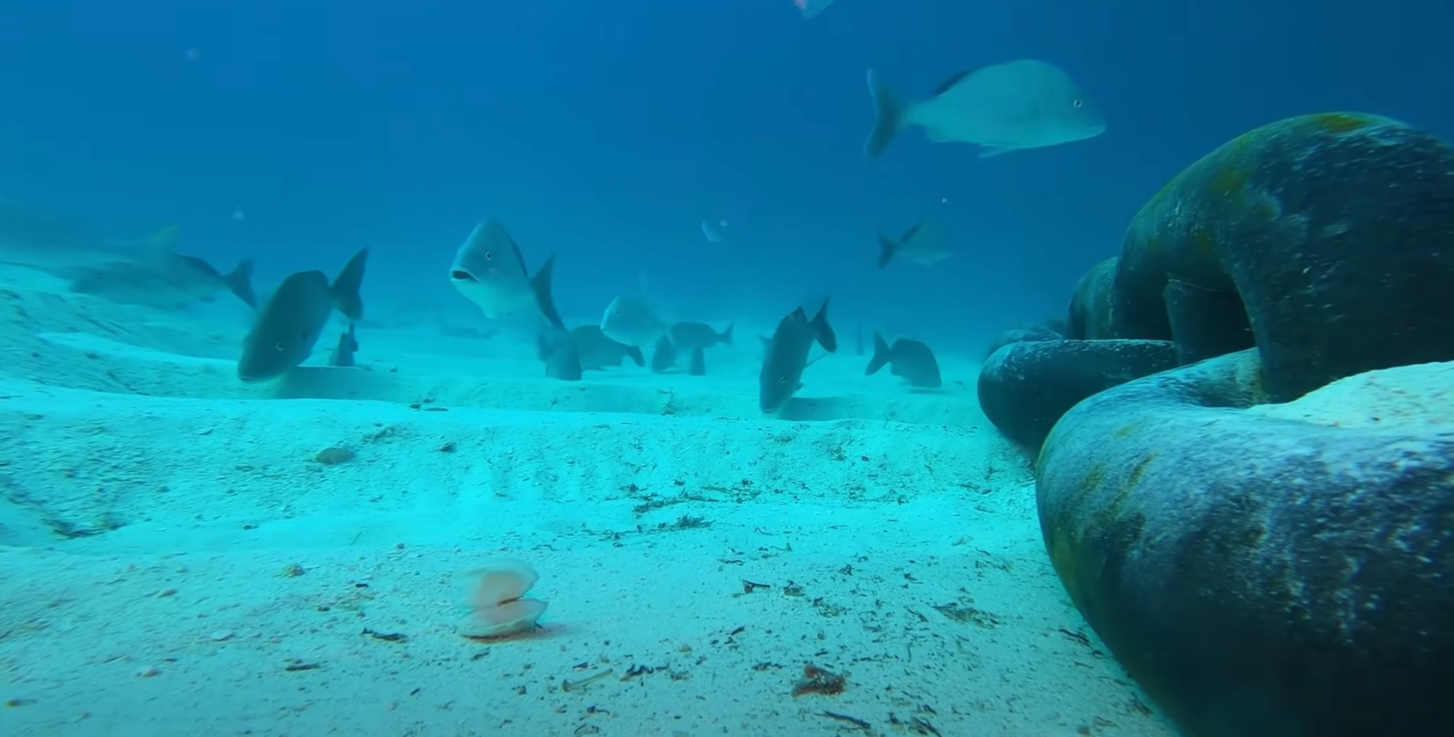 Man drops GoPro in the ocean and now people are 'terrified'