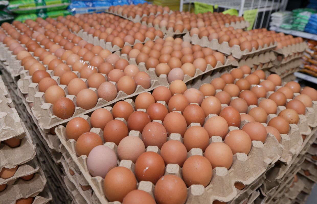 Govt considers cash transfers to help M’sians affected by floating chicken, egg prices, says PM