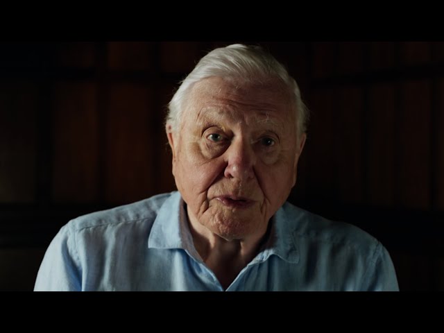 Sir David Attenborough on Saving Baby Turtles | Planet Earth III | BBC Earth