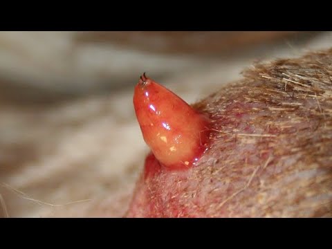 Botfly Maggot Removal From Little Kitten's Nose (Part 238)