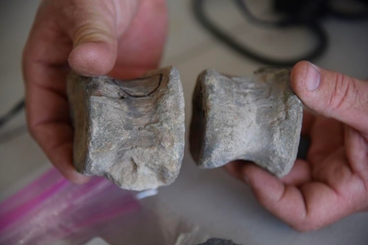 Four charged with selling $1M worth of dinosaur bones to China, causing $3M in damages