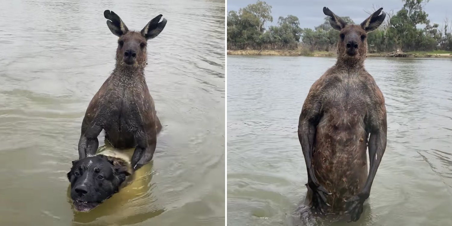 Australian man faces off against ‘jacked’ kangaroo that was reportedly drowning his dog