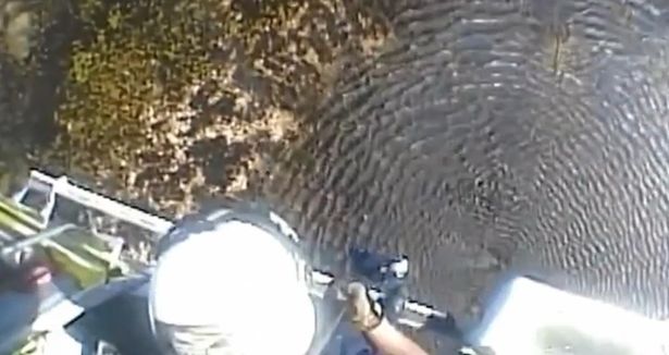 Pilot left clinging to plane for dear life after crash landing in alligator-infested swamp
