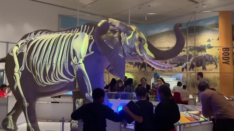 Nyc exhibit explores the ‘secret world’ of elephants