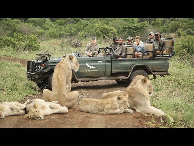 AFRICAN SAFARI 4K | Incredible Big Five animal encounters (Kruger National Park)