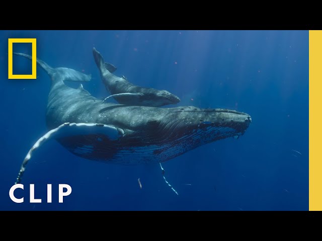 Witness A Full Humpback Whale Birth Caught On Camera For The First Time Ever National