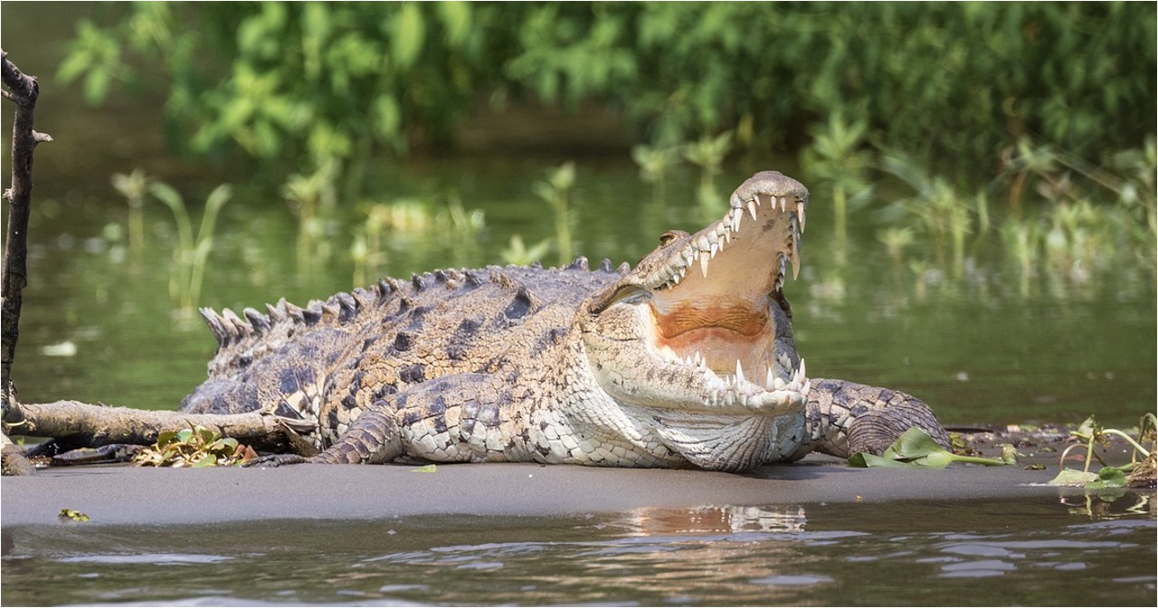 Sarawak govt to consider controlled hunting of crocodiles due to rising numbers
