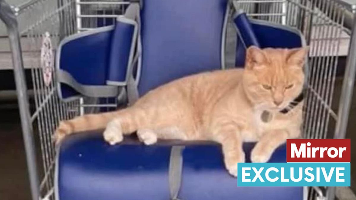 Famous cat banned from Tesco now has fans from across the world coming to meet him