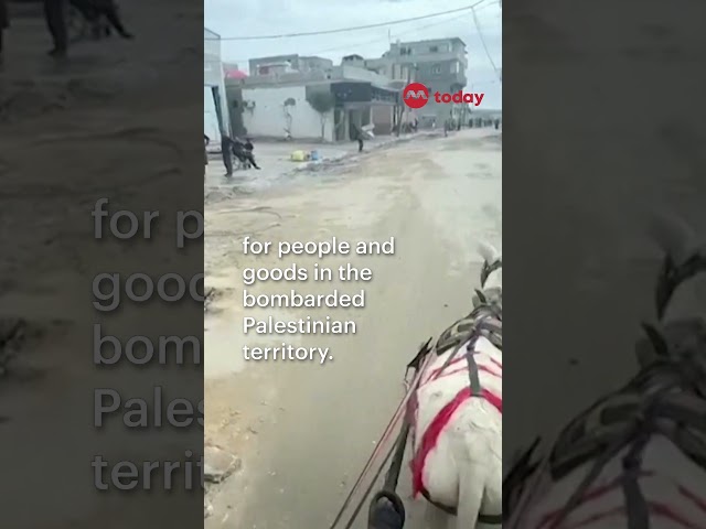 231130 SO Gaza donkey