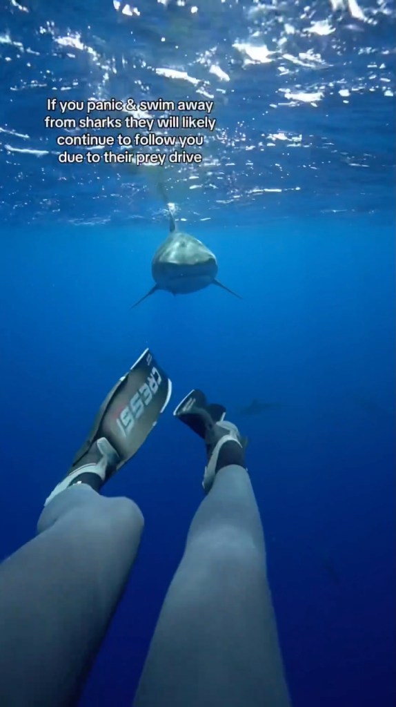 Diving expert reveals how to escape a shark in shocking video: ‘Stand your ground’