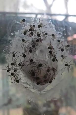 Woman lets giant spider hatch hundreds of babies in bedroom in bid to conquer fear