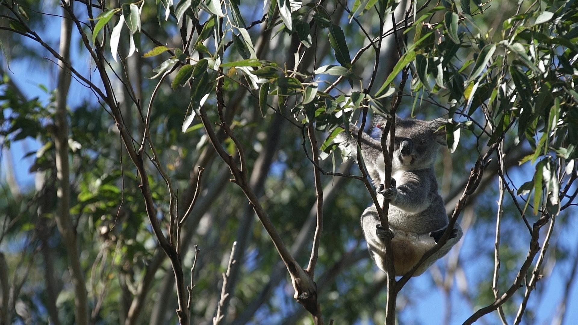 Australia’s proposed koala haven faces logging threat