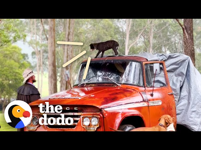 Something's Very Special About This Pittie Puppy | The Dodo