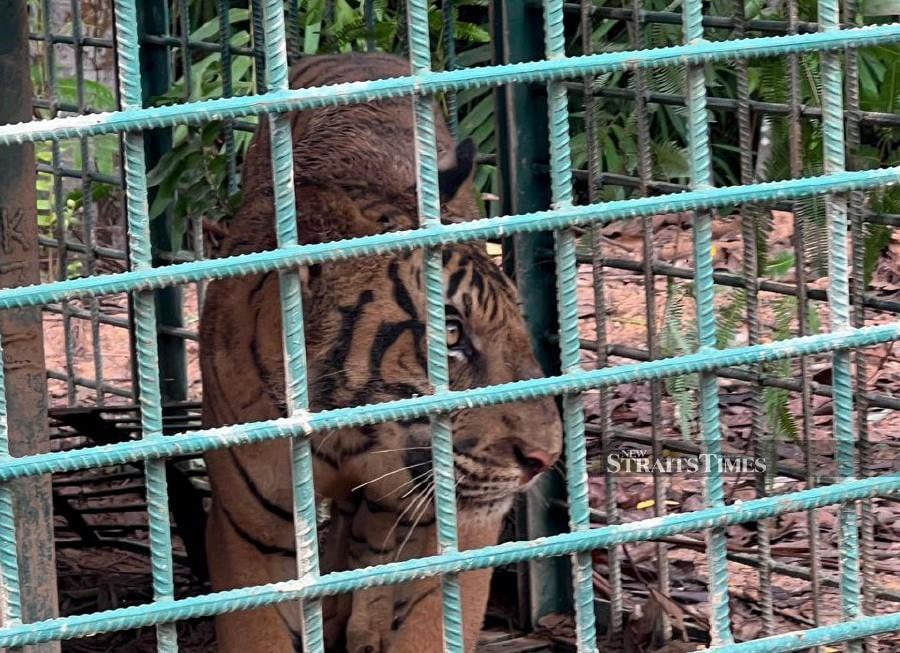 Four friends spot Malayan Tiger along Jalan Gua Musang-Lojing