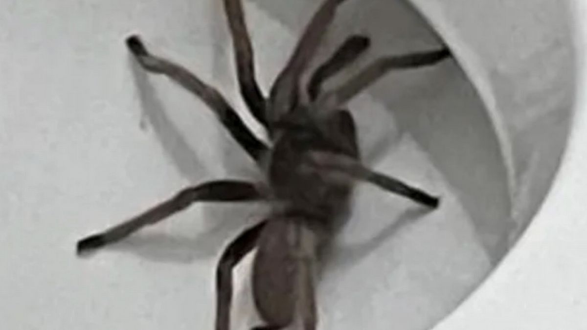 Tourist finds horrific tarantula spider hiding in a toilet during nighttime bathroom dash