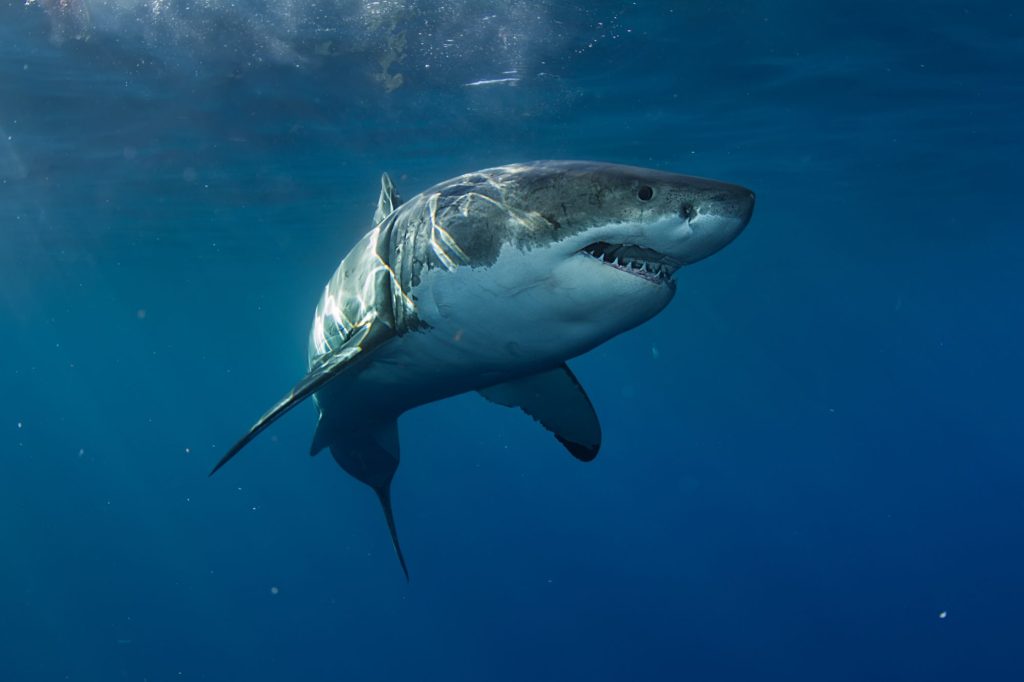 Teen surfer dies after he’s mauled by shark in front of his dad in Australia