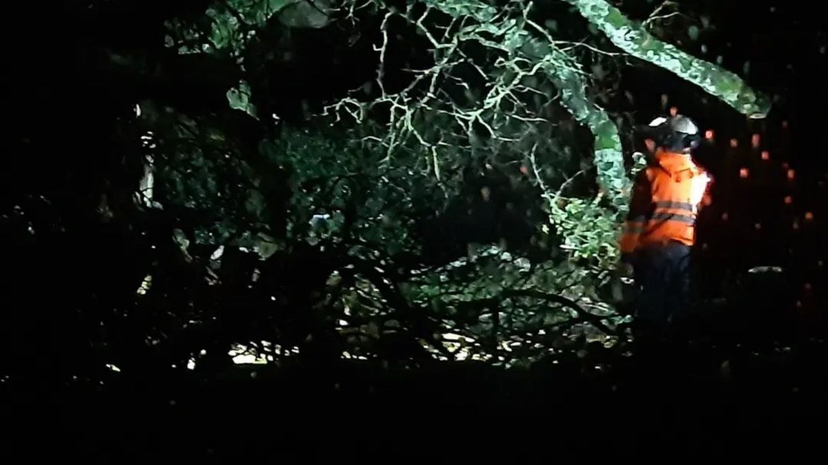 UK weather: Mini 'tornado' hits Devon village and destroys 150-year-old oak tree
