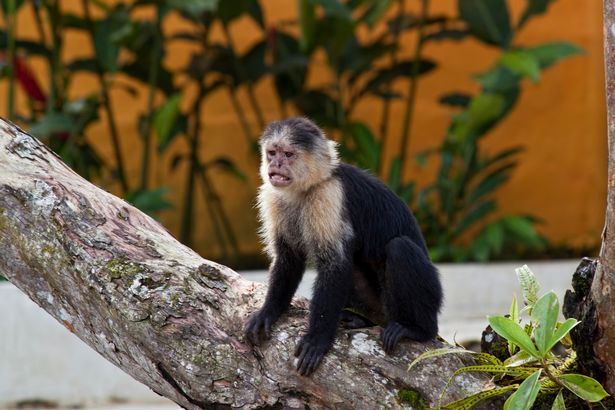 Inside bizarre life of woman raised by monkeys who didn't speak and walked on all fours
