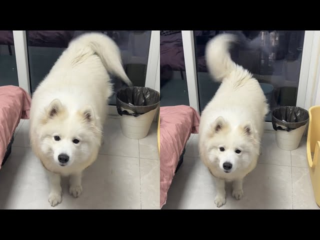 Dog Has An Alive Tail That Moves On Its Own