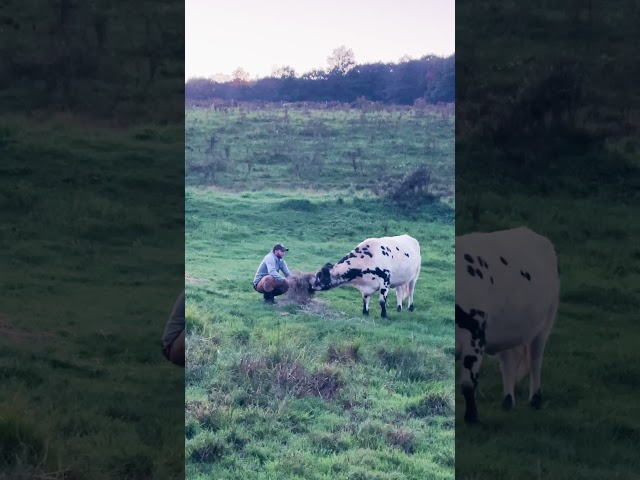 Abandoned Cow Gets A New BFF | The Dodo