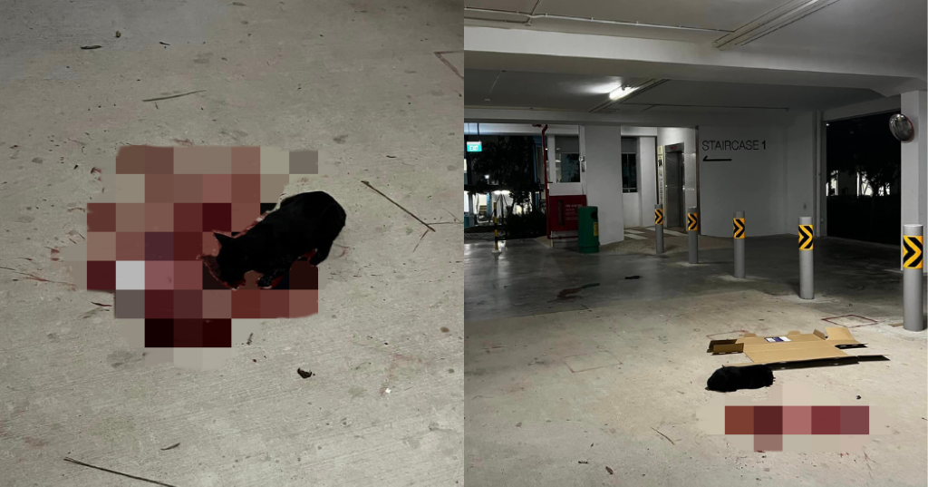 Cat dies after allegedly being run over by van in Yishun HDB car park