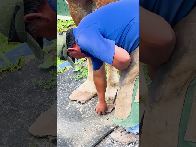 Abandoned Work Horse Has The Happiest Reaction To Getting His Hooves Trimmed | The Dodo