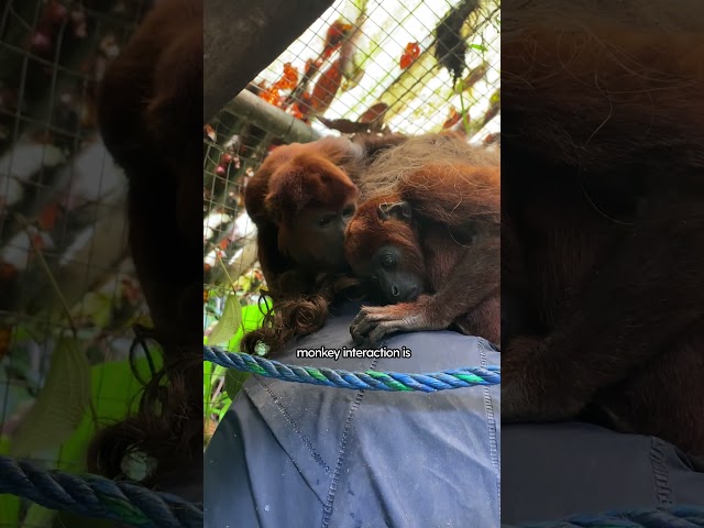 Rescued Monkey Makes Her First Friend | The Dodo
