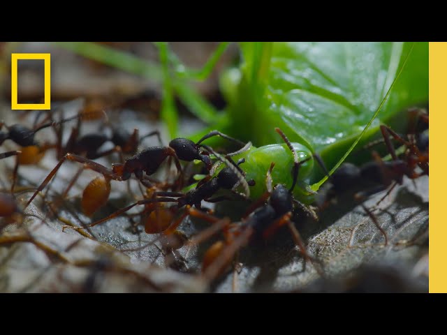 Watch as a swarm army ants devour their prey | Jungle Predators | A Real Bug's Life