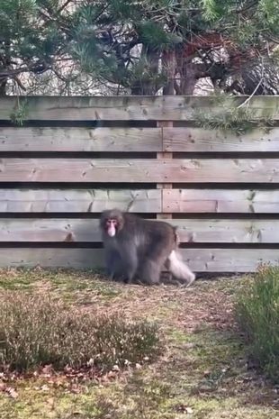 Everything to know about escaped Japanese macaque roaming Scottish village in -2C freeze