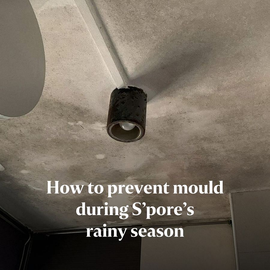 Mould cases on the rise during rainy season