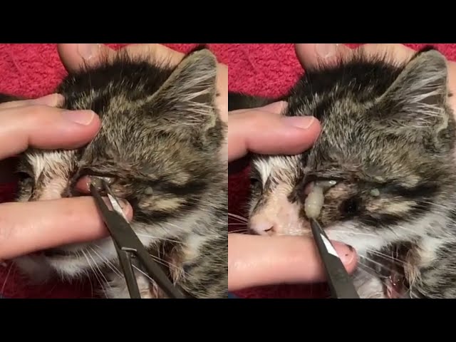 Removing A Botfly Larvae From A Tiny Kitten's Eye (Part 2)