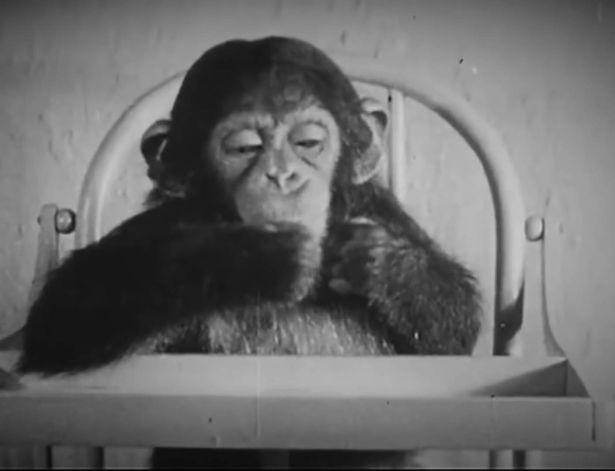 Baby and chimp raised together in warped experiment that ended in chilling death for both
