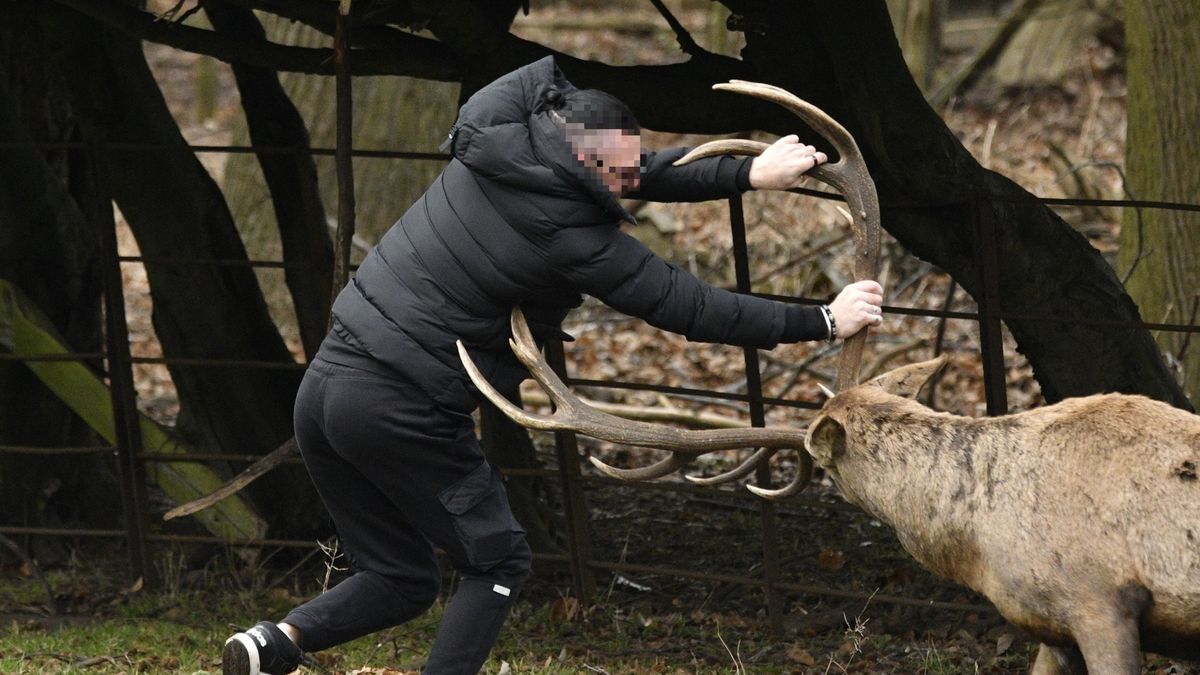 Man nearly gored by wild stag after costly mistake as horrifying attack caught on camera