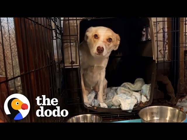 Rescue Pup Snaps At Anyone That Goes Near Her | The Dodo