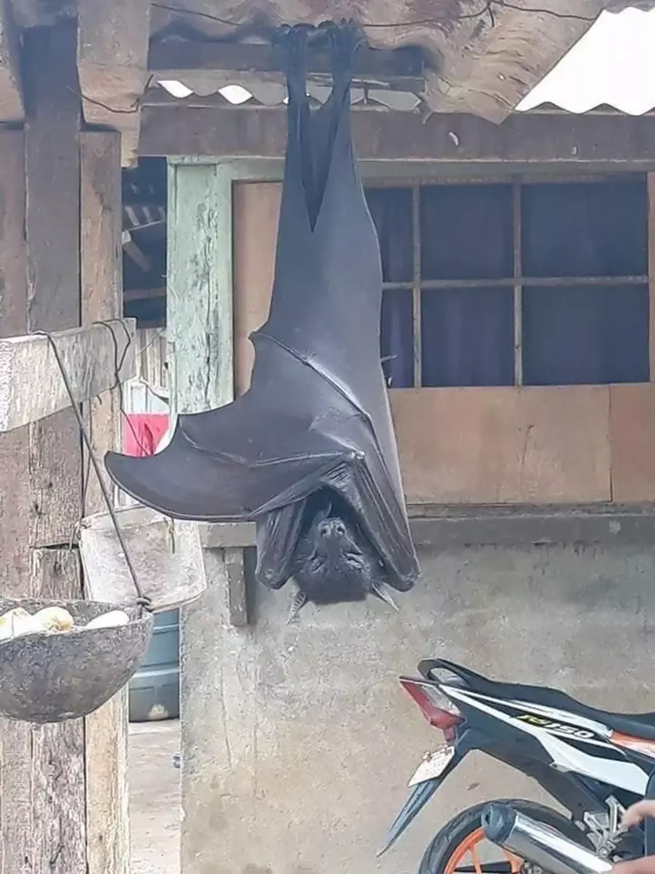 Unbelievable photo of ‘human-sized bat’ isn’t actually fake