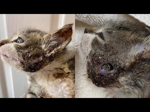 Botfly Removal From Tiny Kitten's Neck (Part 8)