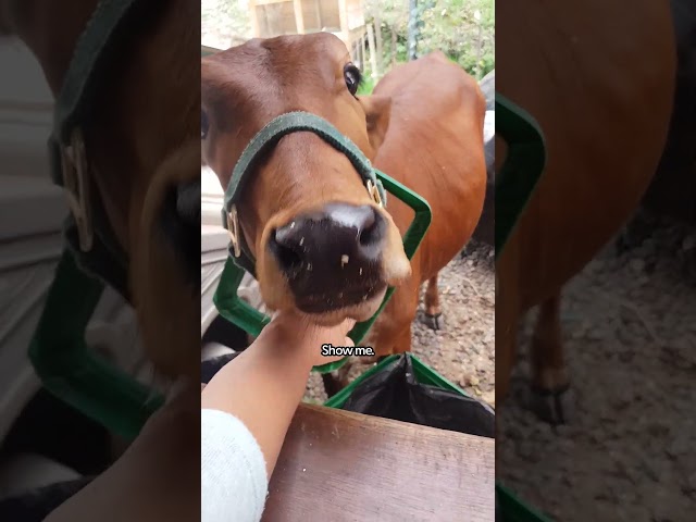 Mischievous Cow Walks Around With A Trash Lid In Her Head | The Dodo  #thedodoanimals #cow