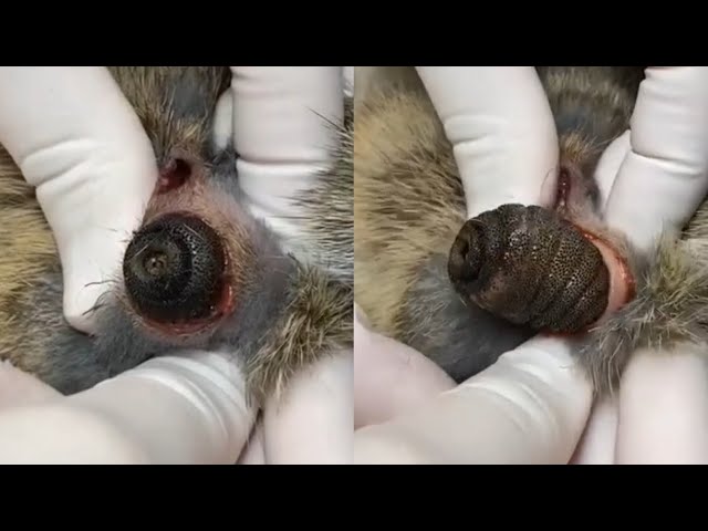 Enormous Botfly Removed From A Small Bunny (Part 7)