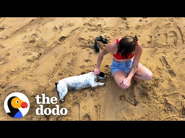 Stray Dog Keeps Following Couple On Vacation | The Dodo