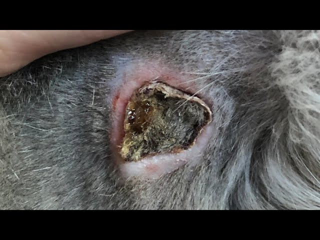 Huge Cuterebra Removed From A Poor Cat (Part 12)
