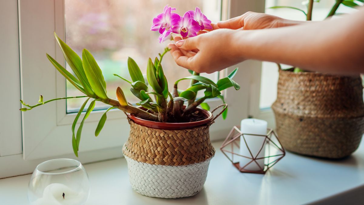 Orchids will 'bloom constantly' if you follow 10-day rule with one ingredient