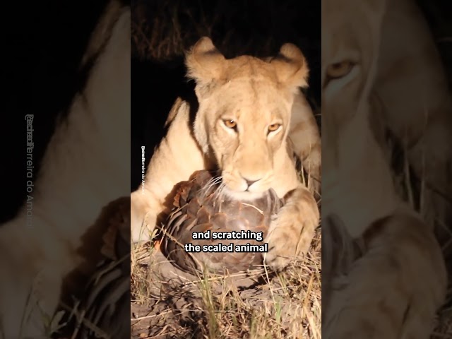 Lion Gives Up Trying To Eat A Pangolin 🦁