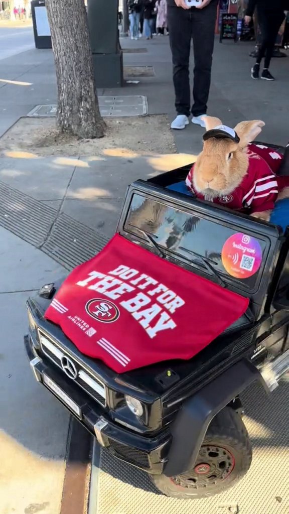 30-pound bunny rescued from slaughterhouse now a social media star and soothing therapy animal