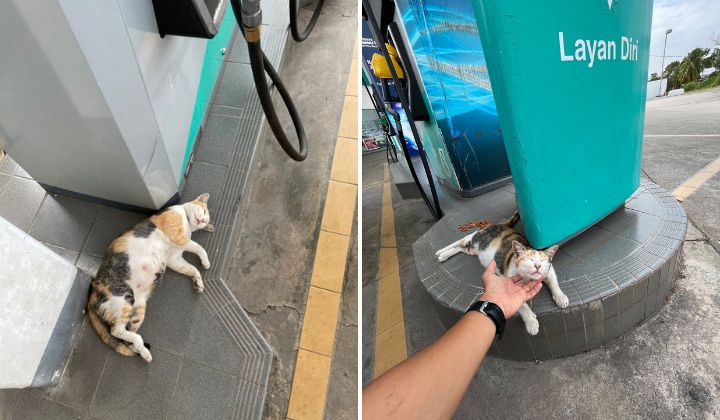 Hardworking Cat Becomes Setel’s App Ambassador, Public Invited To Vote For Its Name