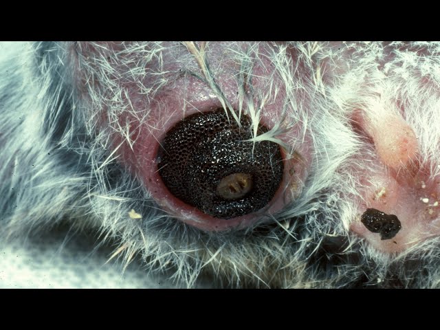 Huge Botfly Maggot Removed From Kitten's Neck (Part 16)