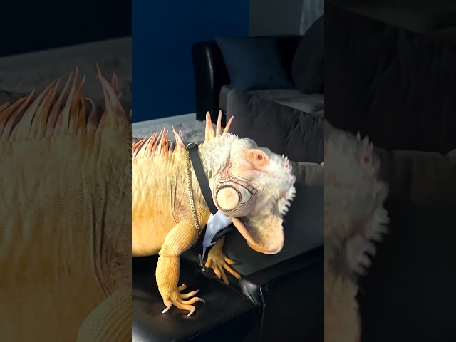 Needy Iguana Demands Dad's Attention 24/7 | The Dodo