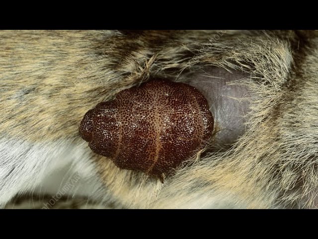 Removing A Huge Cuterebra Inside Kitten's Neck (Part 21)
